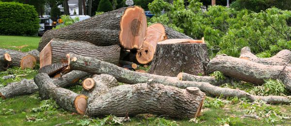 Cost of Large Tree Removal in San Mateo