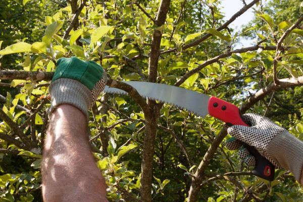 Cost of Small Tree Removal in San Mateo