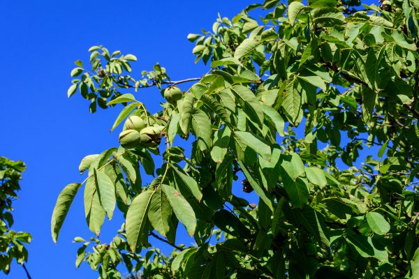 Cost of Walnut Tree Removal in San Mateo