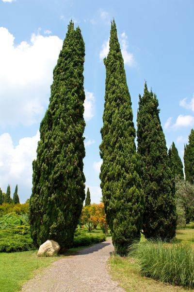 Cost of Cypress Tree Removal in San Mateo