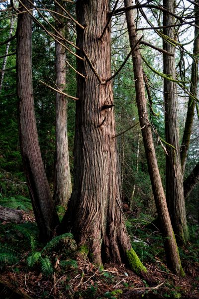 Cost of Cedar Tree Removal in San Mateo