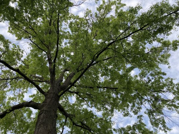 Cost of Oak Tree Removal in San Mateo