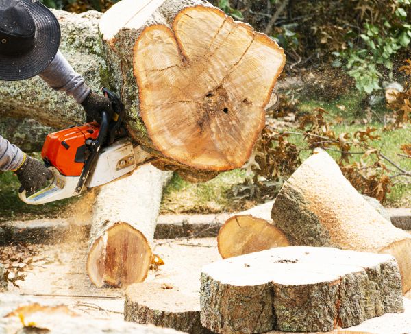 Cost of Tree Removal Service in San Mateo