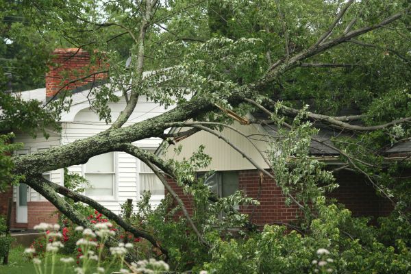 Cost of Emergency Tree Removal in San Mateo