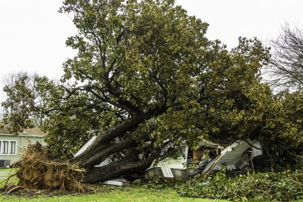 Cost of Fallen Tree Removal in San Mateo
