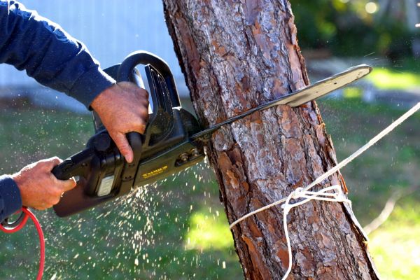Cost of Dead Tree Removal in San Mateo