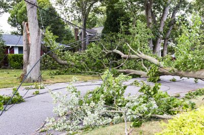 Storm Damage Debris