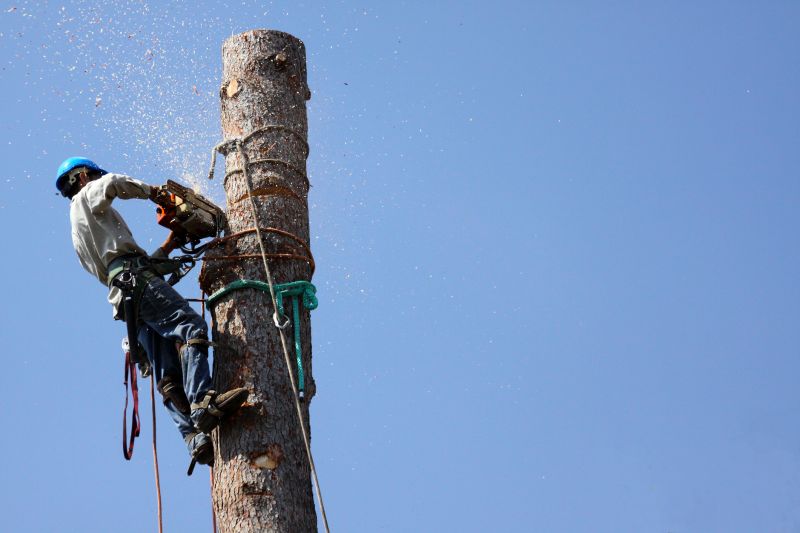 Healthy Tree Assessment