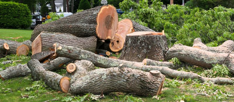 Landscape After Tree Removal