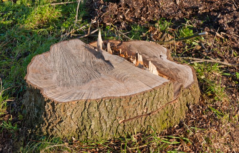 Stump Grinding Finish