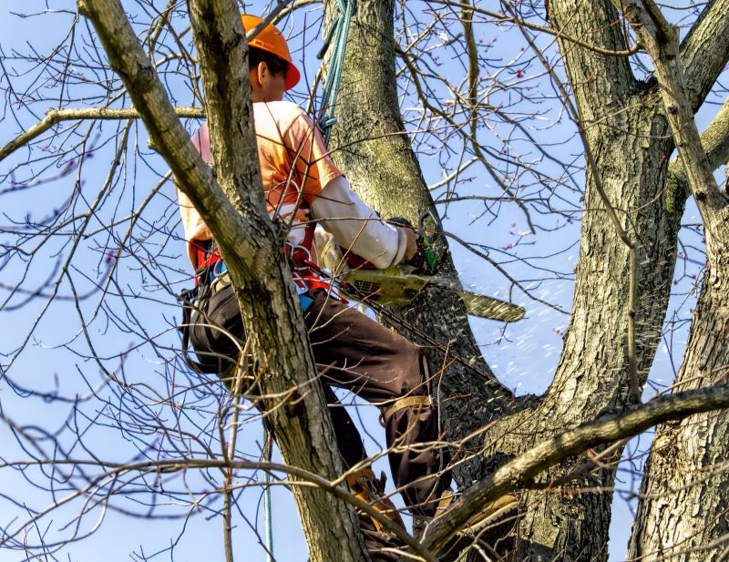 Tree Removal Equipment at Work