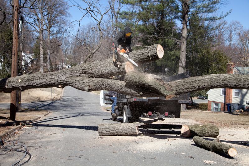 Fall Tree Removal