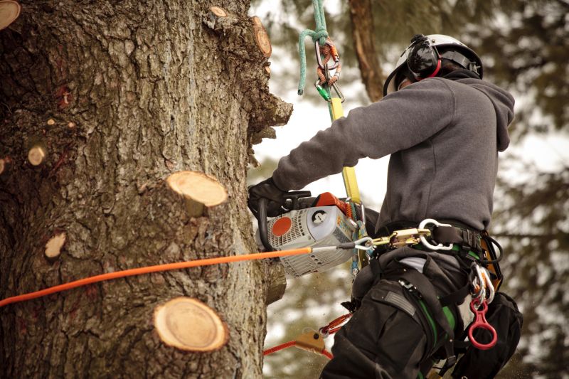 Professional Tree Removal Equipment