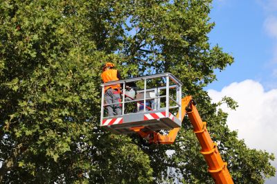 Tree Health Assessment
