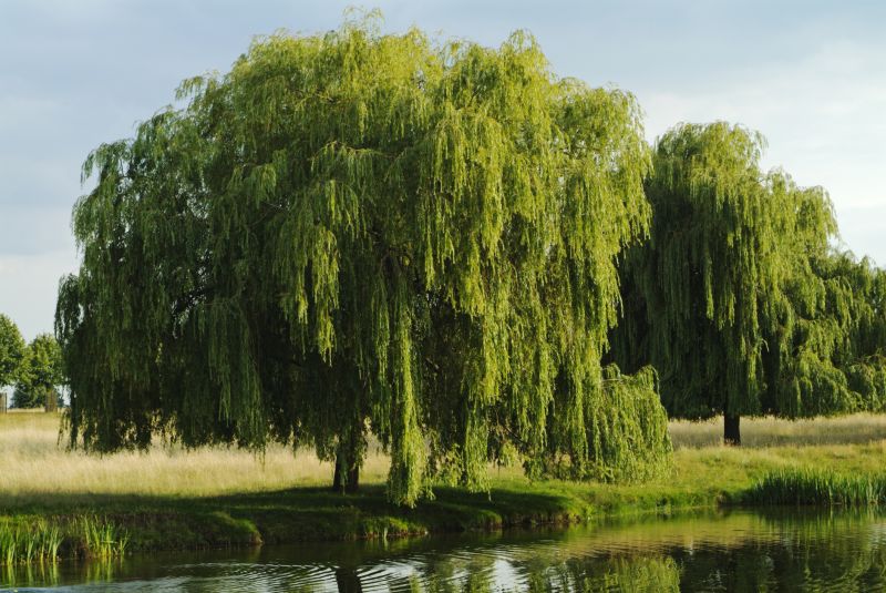 Willow Tree Removal